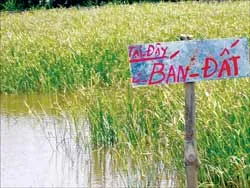 Chao đảo... vuông tôm! ảnh 2 Chao đảo... vuông tôm! ảnh 2