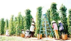 Mặt hàng nông sản xuất khẩu chủ lực