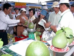 Khu công nghiệp “lấn” bưởi Năm Roi