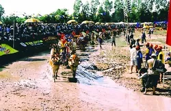 An Giang tổ chức Lễ hội đua bò Bảy Núi