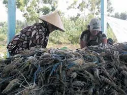 “Vàng xanh” trong ruộng lúa