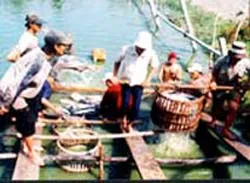 "Pangasius" - Thương hiệu cá tra, cá basa Việt Nam ảnh 2 "Pangasius" - Thương hiệu cá tra, cá basa Việt Nam ảnh 2