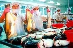 "Pangasius" - Thương hiệu cá tra, cá basa Việt Nam