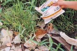 Chế phẩm vi sinh Biorat diệt chuột có bị biến chủng?