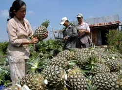 Nông sản Việt Nam tăng trưởng ấn tượng ảnh 2 Nông sản Việt Nam tăng trưởng ấn tượng ảnh 2