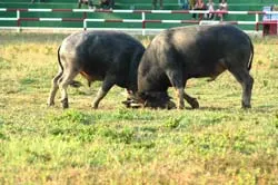 Khánh thành sân chọi trâu Long Bình