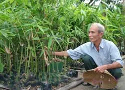 Trồng tre công nghiệp thành tỷ phú