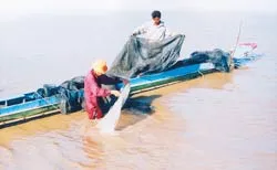 “Cá kèo nổi như mù u rụng” ảnh 2 “Cá kèo nổi như mù u rụng” ảnh 2