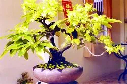 Thiếu mai, chơi kiểng không dễ