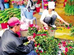 Không sốt giá hoa hồng