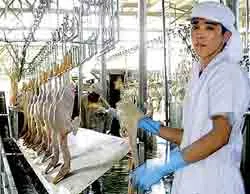 Dịch cúm gia cầm đã qua giai đoạn căng thẳng nhất ảnh 2 Dịch cúm gia cầm đã qua giai đoạn căng thẳng nhất ảnh 2