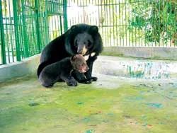 Nuôi gấu đẻ tại gia