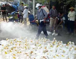 Quyết liệt phòng chống dịch cúm gia cầm ảnh 2 Quyết liệt phòng chống dịch cúm gia cầm ảnh 2