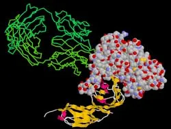 Phát hiện mới cơ chế lây nhiễm virus HIV/AIDS