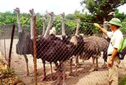 Nuôi đà điểu, hướng phát triển kinh tế mới