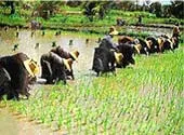 Gạo thơm Thái Lan hàng triệu người Việt hải ngoại đang ăn: Đã bị nhiễm độc?