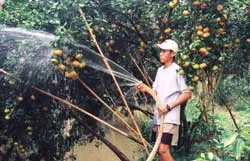 Điêu đứng vườn cây đặc sản