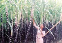 Thiếu trầm trọng nguyên liệu sản xuất đường