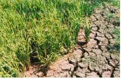 Nửa cuối tháng 5 mới có thể mưa trên diện rộng