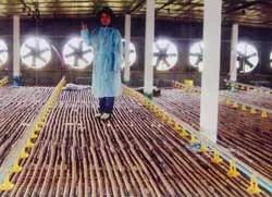 Trại kín - mô hình chăn nuôi đạt hiệu quả cao
