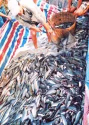 Gỏi cá trích