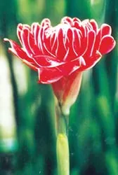 Hoa Đa Lộc