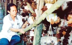 Vua nấm sài thành