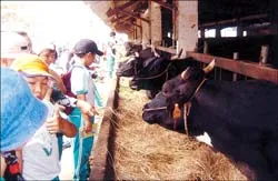 Rong ruổi trên đồng quê