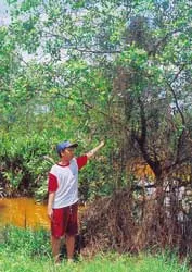 Lá bần xào
