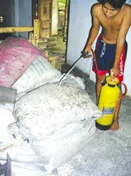 Bọ đậu đen tràn đến Bình Dương