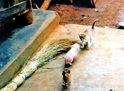 Phát hiện một con heo lạ