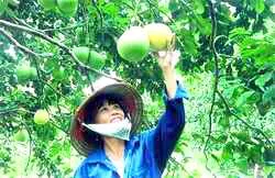 Thương hiệu cho nông sản Hậu Giang