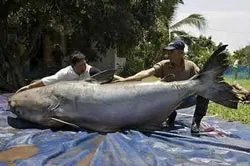 Bắt được cá trê to nhất thế giới