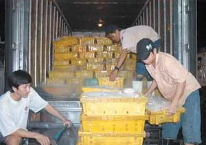 Tràn ngập thị trường trong nước