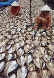 Chuyện cổ tích trên dòng Cửu Long