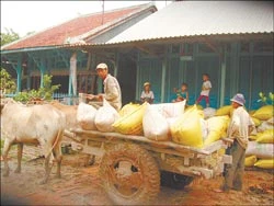 Đê bao khép kín làm nông dân thèm… lũ