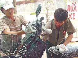 Chuyện ở khu nhà tình nghĩa phường Tây Thạnh