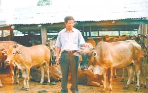 Người nuôi bò nhiều nhất Tây Nguyên