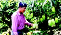 Tạo đẳng cấp cho nông sản Việt Nam