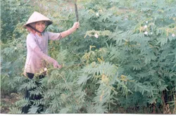 Hiểm họa từ cây mai dương