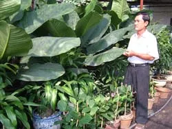 Tỷ phú hoa kiểng nhờ website
