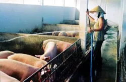 Trang trại mọc lên từ cát ảnh 3 Trang trại mọc lên từ cát ảnh 3