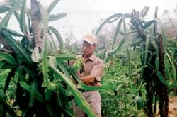 Trang trại mọc lên từ cát ảnh 2 Trang trại mọc lên từ cát ảnh 2