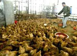 Vẫn còn nguy cơ tái phát dịch cúm gia cầm.