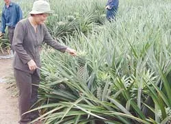 Bài học về tính đồng bộ trong chuyển dịch cơ cấu