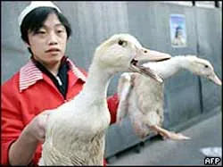 Chính phủ công bố kế hoạch khẩn cấp chống tái phát dịch cúm gia cầm