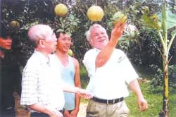 Bưởi Phúc Trạch – Hương Khê