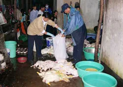 Phát hiện điểm giết mổ gia cầm trái phép