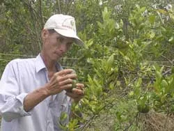 Nguy cơ xóa dần