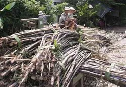 “Ép” thương lái để giữ mía nguyên liệu?